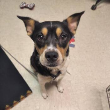 Banana Pancake -  Cattle Dog and Cardigan Welsh Corgi Dog for Adoption in Austin, Texas - Banana Pancake | PetCurious