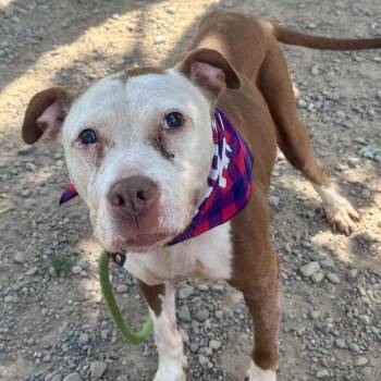 Ethel -  Pit Bull Terrier Dog for Adoption in Buffalo, New York - Ethel | PetCurious