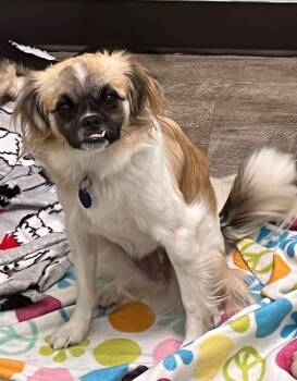 Rescue Pug and Tibetan Spaniel Dogs for Adoption in Lake Forest, California - Wednesday | PetCurious
