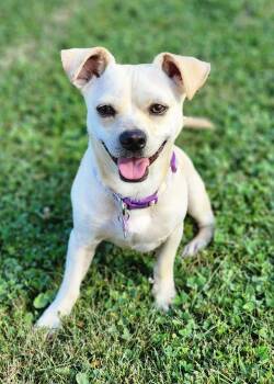 Puggle Dogs Available for Adoption - Dale | PetCurious