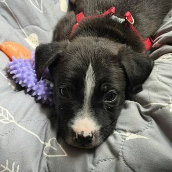 Tupi (Tupelo) -  American Staffordshire Terrier and Mixed Breed Dog for Adoption in Cartersville, Georgia - Tupi (Tupelo) | PetCurious