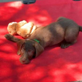 Mixed Breed Dogs Available for Adoption - Cosmo A2260674 | PetCurious