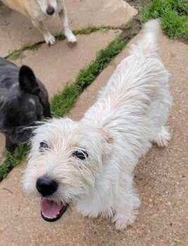 West Highland White Terrier Westie Dogs Available for Adoption in Van Alstyne, Texas - Annie | PetCurious