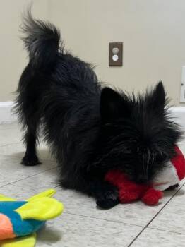 Huxley -  Chihuahua and Shih Tzu Dog for Adoption in Fall River, Massachusetts - Huxley | PetCurious
