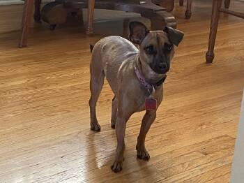 Rescue Chihuahua Dogs for Adoption in Toronto, Ontario - Morty | PetCurious