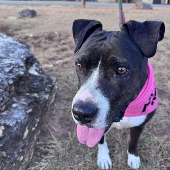 Rescue Pit Bull Terrier and American Staffordshire Terrier Dogs for Adoption in Warren, Rhode Island - Roxie | PetCurious