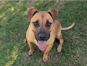 ARCHIE -  Rhodesian Ridgeback Dog for Adoption in San Clemente, California - ARCHIE | PetCurious