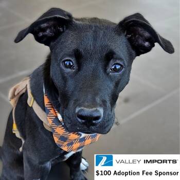 Labrador Retriever Dogs Available for Adoption in Fargo, North Dakota - Miggy | PetCurious