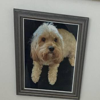 Cocker Spaniel Dogs Available for Adoption in West Palm Beach, Florida - Lola | PetCurious