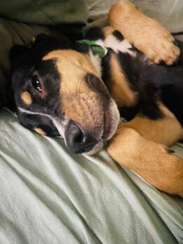 Cappuchino (26-112 D) -  Mixed Breed Dog for Adoption in Lansing, Michigan - Cappuchino (26-112 D) | PetCurious