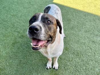ROWDY -  Mixed Breed Dog for Adoption in Dallas, Texas - ROWDY | PetCurious