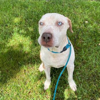 Rescue Pit Bull Terrier Dogs for Adoption in Buford, Georgia - Enzo | PetCurious