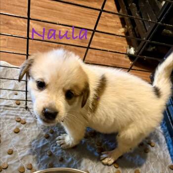 Naula -  Australian Shepherd and Mixed Breed Dog for Adoption in Ennis, Texas - Naula | PetCurious