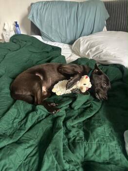 Andres -  Terrier Dog for Adoption in St. Petersburg, Florida - Andres | PetCurious