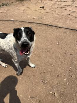 Tulip -  Australian Cattle Dog Blue Heeler Dog for Adoption in Fort Collins, Colorado - Tulip | PetCurious