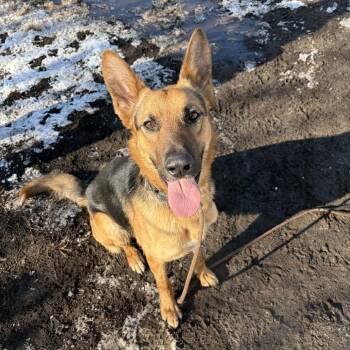 Sharky (In Foster) -  Shepherd Dog for Adoption in Newark, New Jersey - Sharky (In Foster) | PetCurious