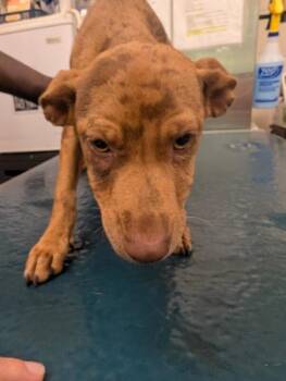 Ginny -  Mixed Breed Dog for Adoption in Mobile, Alabama - Ginny | PetCurious