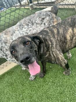 Eve -  Plott Hound Dog for Adoption in Richmond, Kentucky - Eve | PetCurious