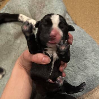 Emerald -  Mixed Breed Dog for Adoption in Chattanooga, Tennessee - Emerald | PetCurious