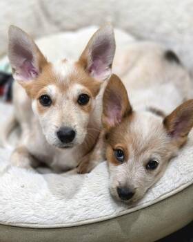 Chilli -  Australian Cattle Dog Blue Heeler Dog for Adoption in Lafayette, Colorado - Chilli | PetCurious