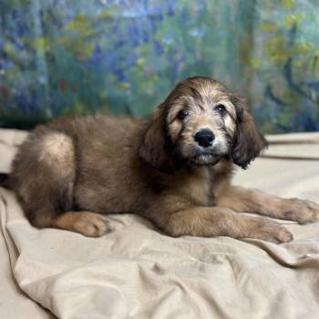 Eclair -  Poodle and Mixed Breed Dog for Adoption in Brownsboro, Alabama - Eclair | PetCurious