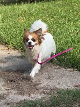 Khloe -  Pomeranian and Chihuahua Dog for Adoption in Sanford, North Carolina - Khloe | PetCurious