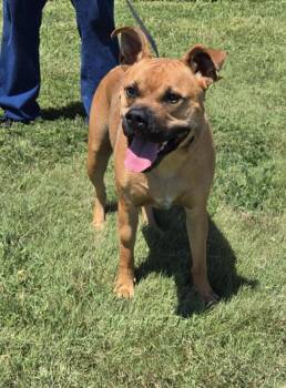 Rescue American Staffordshire Terrier Dogs for Adoption in Larned, Kansas - Kylo | PetCurious