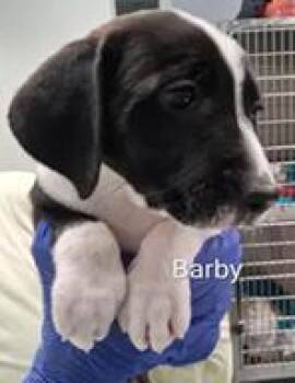 Barby -  Mixed Breed Dog for Adoption in Cincinnati, Ohio - Barby | PetCurious