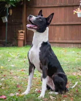 Rescue Terrier Dogs for Adoption in Ashland, Ohio - Otis | PetCurious