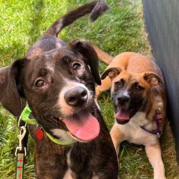 Cherry -  Mixed Breed Dog for Adoption in Wheeling, Illinois - Cherry | PetCurious