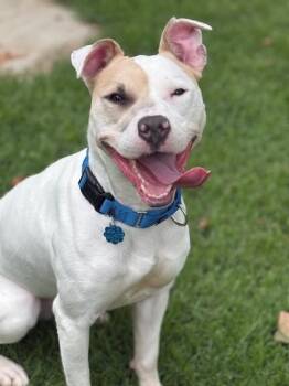 Rescue Pit Bull Terrier Dogs for Adoption in Eagle, Idaho - Madison *Courtesy Post. Out Of Town Pet. See Below For Details* | PetCurious