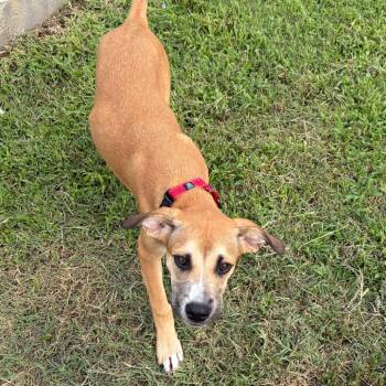 Chappy -  Retriever and Hound Dog for Adoption in Wilmington, Delaware - Chappy | PetCurious