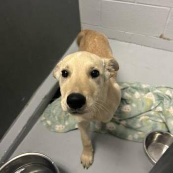 Mixed Breed Dogs Available for Adoption in West Chester, Pennsylvania - Nat | PetCurious
