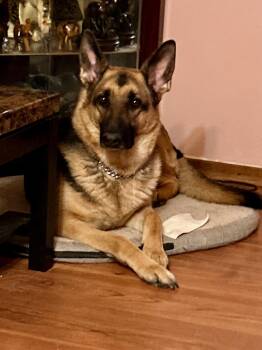 Rescue German Shepherd Dog Dogs for Adoption in Crystal City, Manitoba - ROGUE | PetCurious