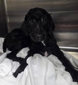 Babe -  Cavalier King Charles Spaniel and Poodle Dog for Adoption in Malvern, Pennsylvania - Babe | PetCurious