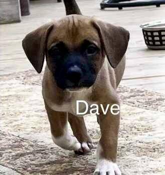 Dave -  Dachshund and Mixed Breed Dog for Adoption in Stuarts Draft, Virginia - Dave | PetCurious