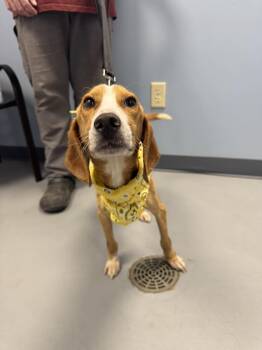 Rescue Beagle Dogs for Adoption in Zanesville, Ohio - Tracker | PetCurious