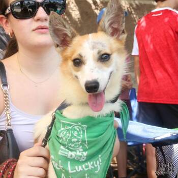 Rocky -  Jack Russell Terrier Dog for Adoption in Washington, District Of Columbia - Rocky | PetCurious