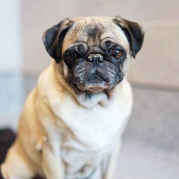 Chata -  Pug and Mixed Breed Dog for Adoption in Atlanta, Georgia - Chata | PetCurious