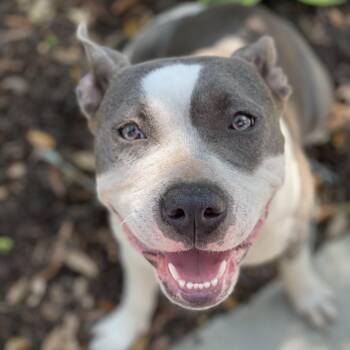 Pit Bull Terrier Dogs Available for Adoption in Columbia, South Carolina - Reba | PetCurious