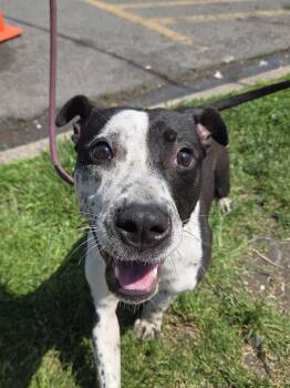 Cattle Dog Dogs Available for Adoption in Trenton, New Jersey - Waldo | PetCurious
