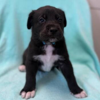 Black Labrador Retriever and Mixed Breed Dogs Available for Adoption in St. Peters, Missouri - Pocahantas | PetCurious