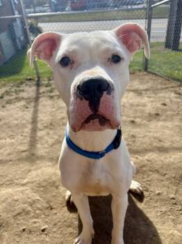 Rescue Cane Corso and Pit Bull Terrier Dogs for Adoption in New Kensington, Pennsylvania - Chance | PetCurious