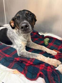 Moo Shu -  Australian Cattle Dog Blue Heeler Dog for Adoption in Austin, Texas - Moo Shu | PetCurious