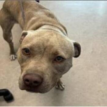 Gwen -  Mixed Breed Dog for Adoption in Walker, Michigan - Gwen | PetCurious