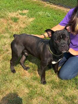 Stuart -  American Bully Dog for Adoption in Winchester, Virginia - Stuart | PetCurious
