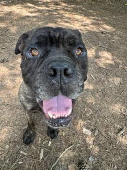 Cane Corso Dogs Available for Adoption in Little Rock, Arkansas - Bangles | PetCurious