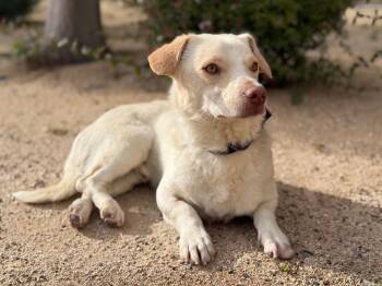 Dachshund Dogs Available for Adoption in Los Angeles, California - Bentley | PetCurious