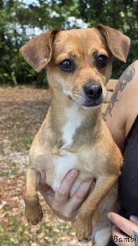 Chihuahua Dogs Available for Adoption in Key Largo, Florida - Bambi | PetCurious