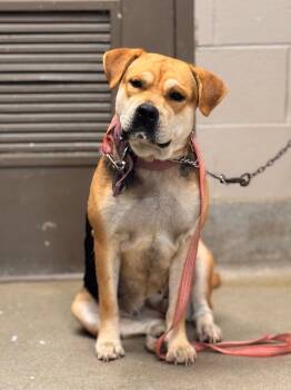 Rescue Shepherd Dogs for Adoption in Hopkinsville, Kentucky - Kilo | PetCurious